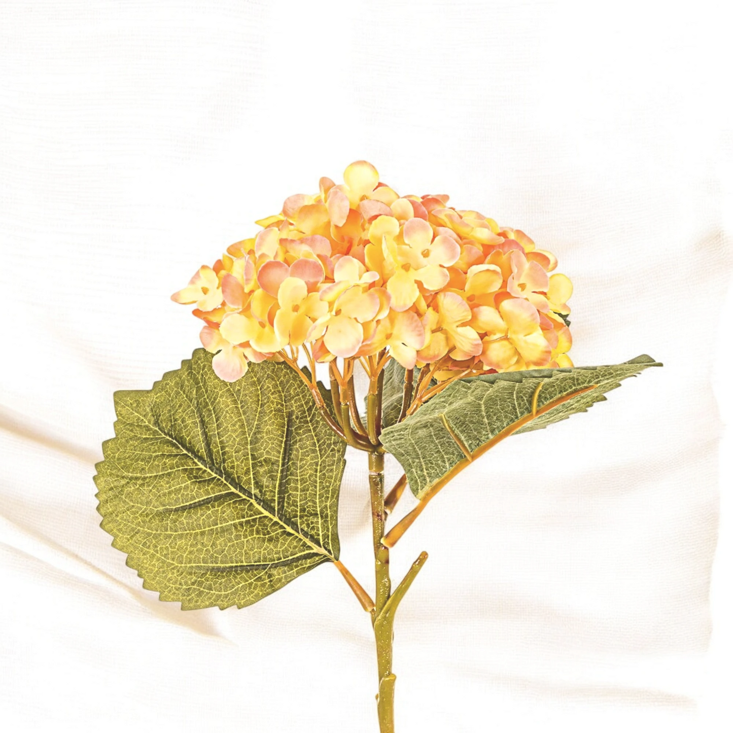 Hortensia Orange