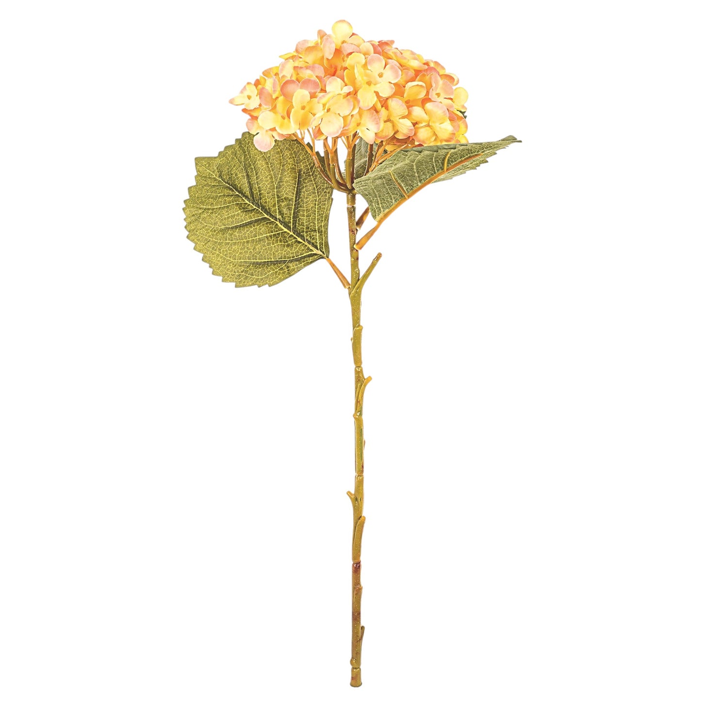 Hortensia Orange