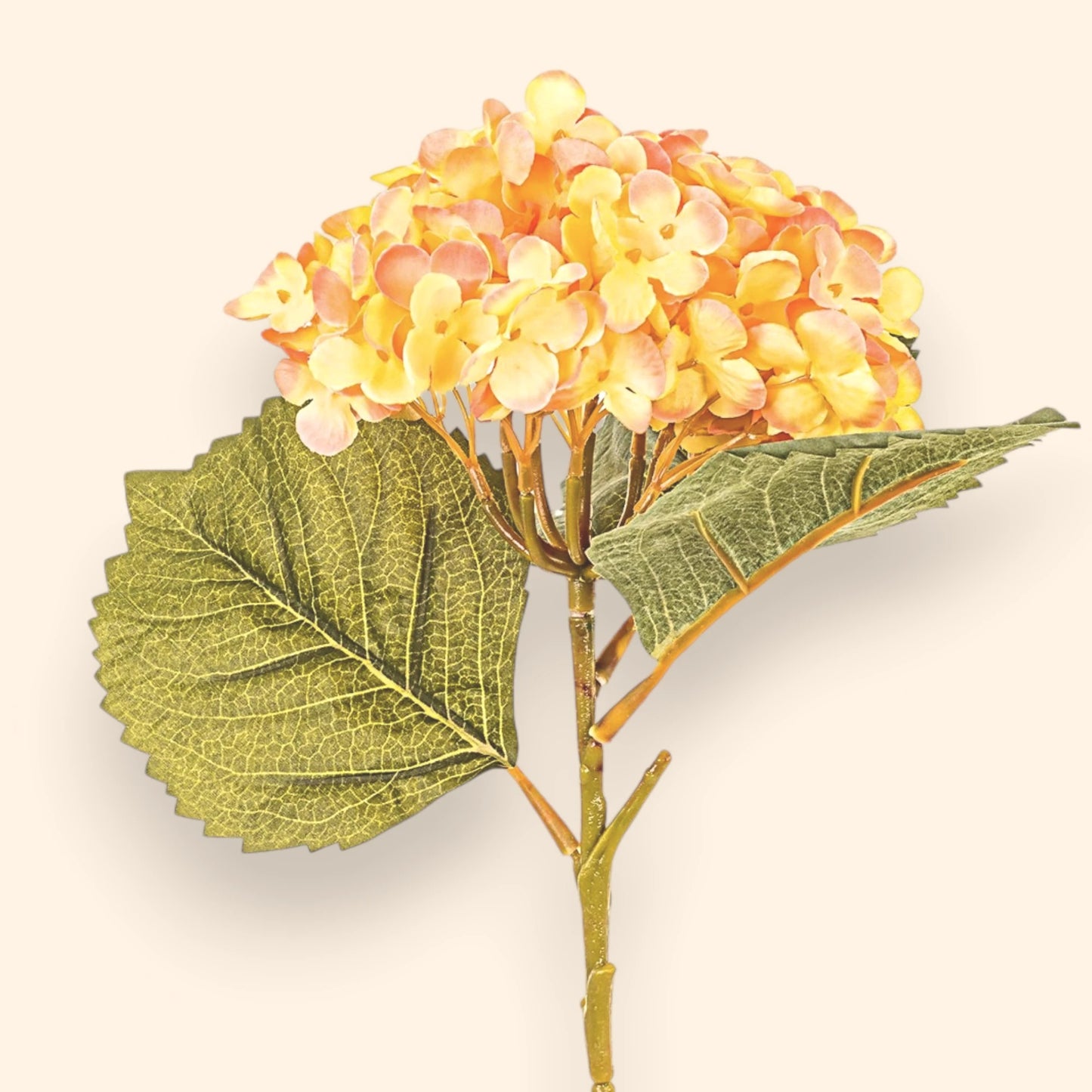Hortensia Orange