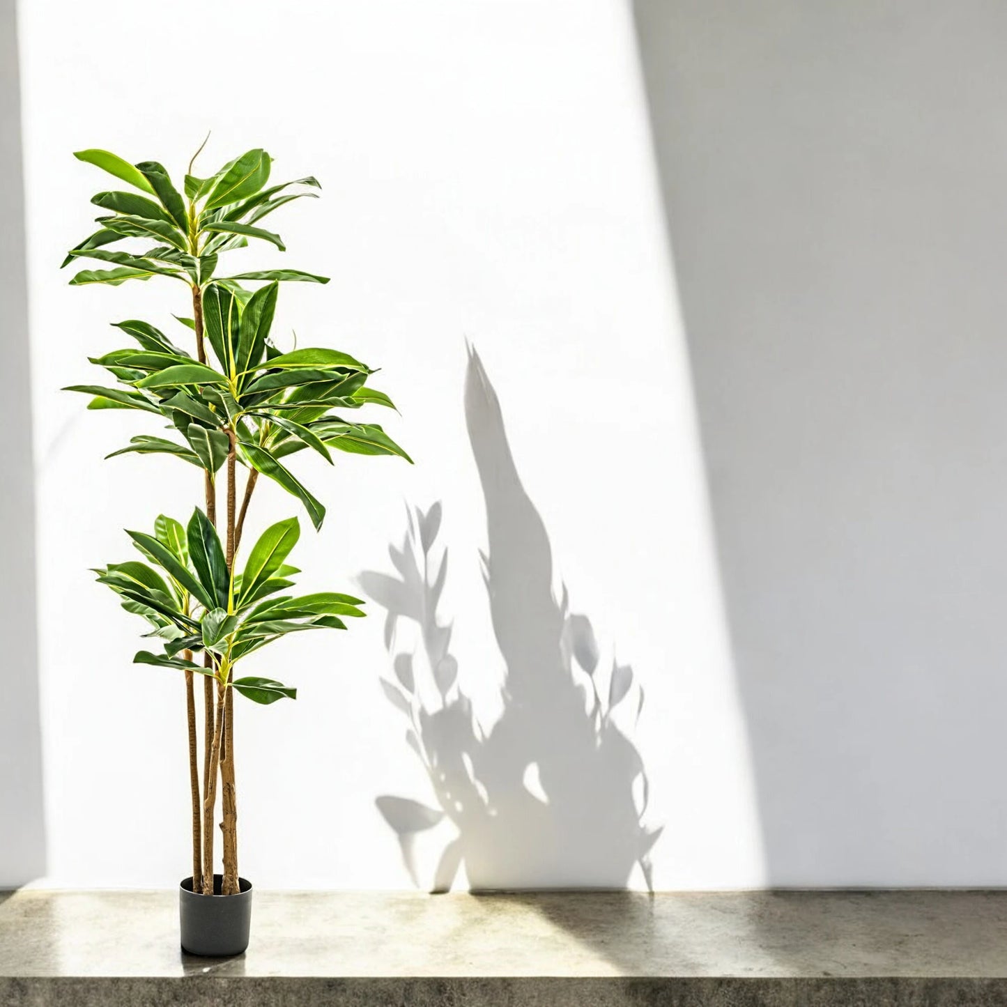 Dracaena Artificial Premium: 195cms