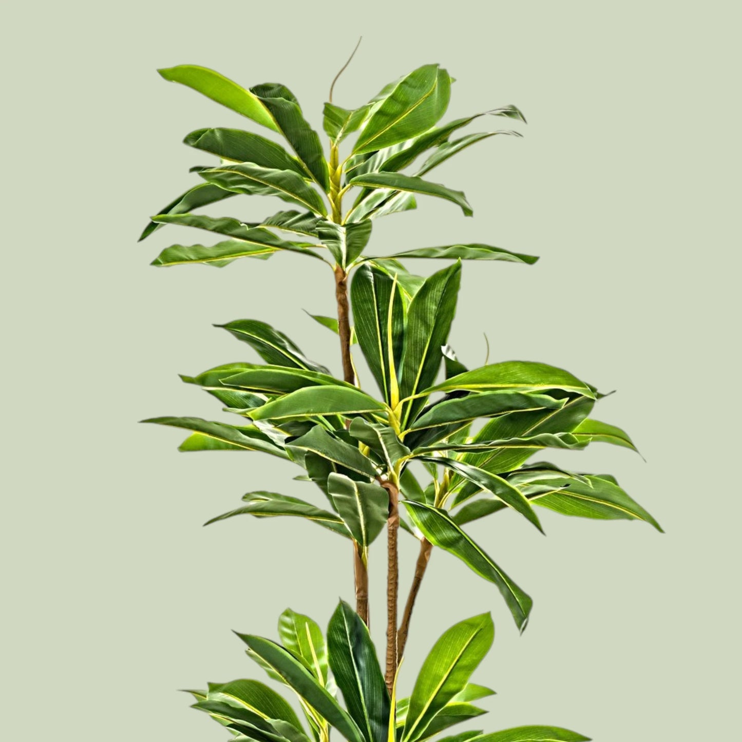 Dracaena Artificial Premium: 195cms